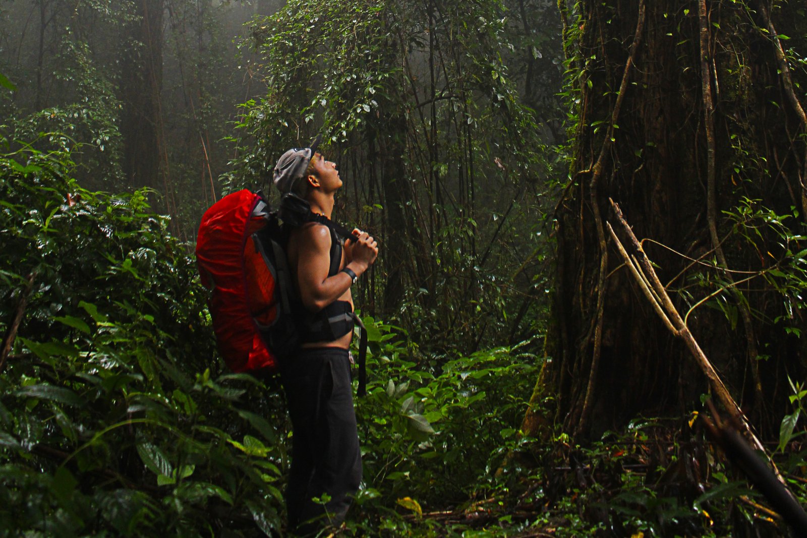 Nature walk in Uganda rainforest